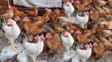 ارتفاع سعر الفراخ الجمعة 12 ديسمبر 2025 يعكس تأثيرات متلاحقة على سوق الدواجن المحلية 1